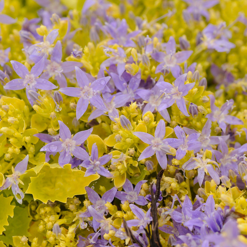 Campanula DICKSON'S GOLD yellow foliage Bellflower hardy perennial = 1 Potted Garden Plant