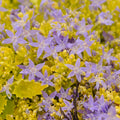Campanula DICKSON'S GOLD yellow foliage Bellflower hardy perennial = 1 Potted Garden Plant