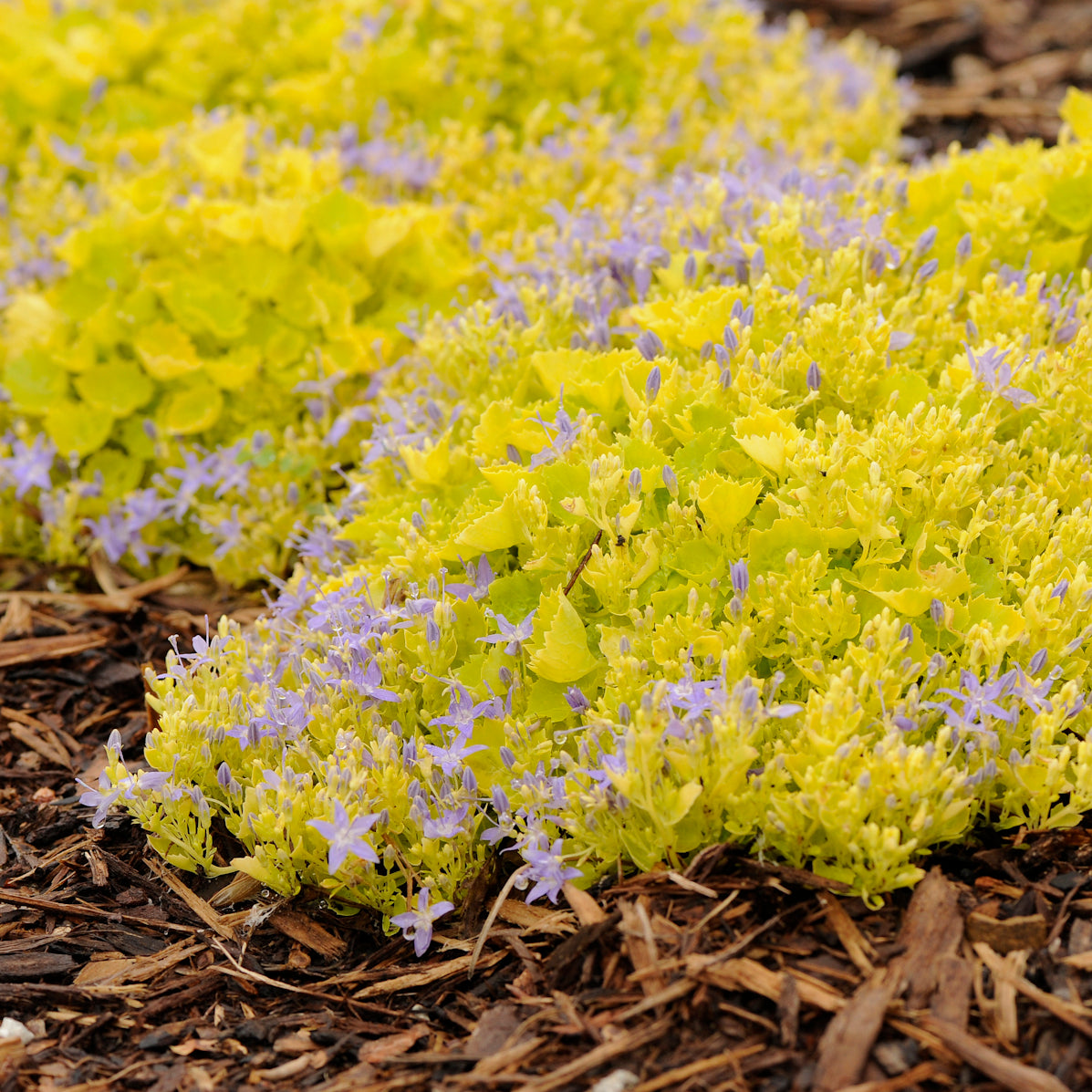 Campanula DICKSON'S GOLD yellow foliage Bellflower hardy perennial = 1 Potted Garden Plant