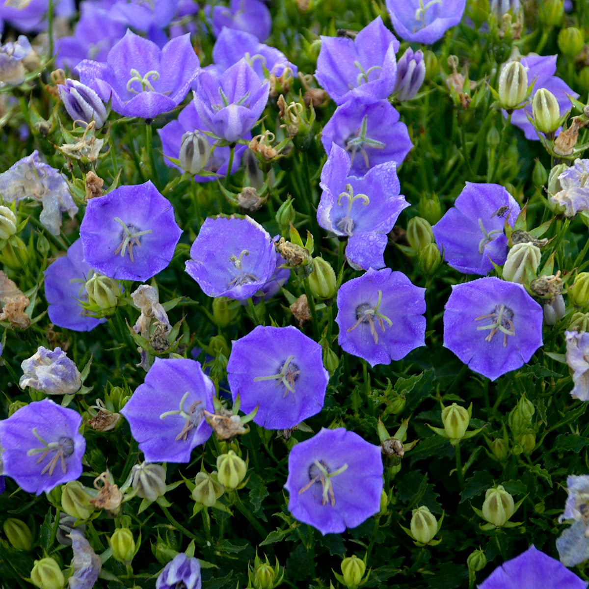 Campanula RAPIDO BLUE Bellflower violet blue flowers hardy perennial = 1 Potted Garden Plant