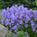 Campanula TAIKON BLUE persicifolia Bellflower flowers hardy perennial = 1 Potted Garden Plant