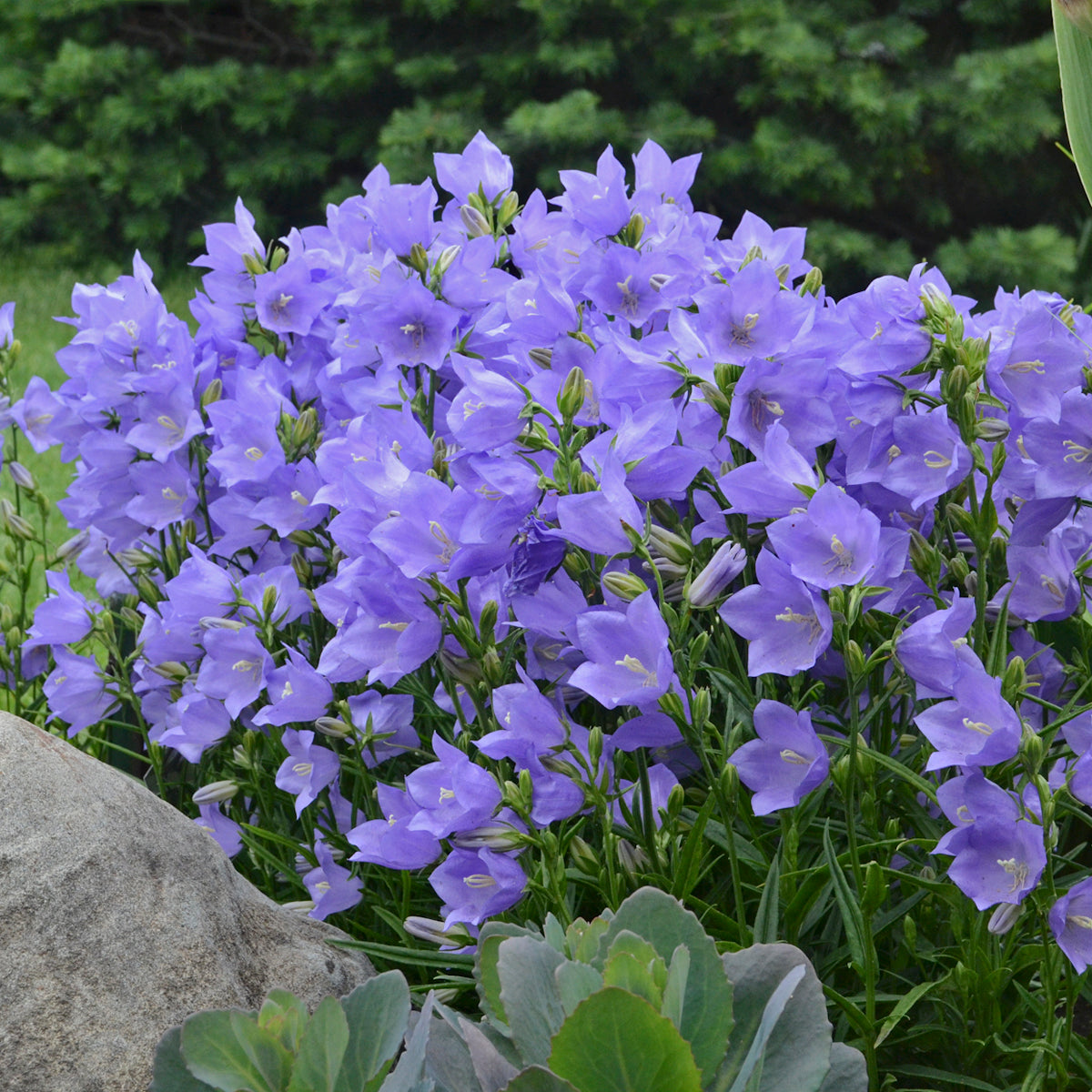 Campanula TAIKON BLUE persicifolia Bellflower flowers hardy perennial = 1 Potted Garden Plant