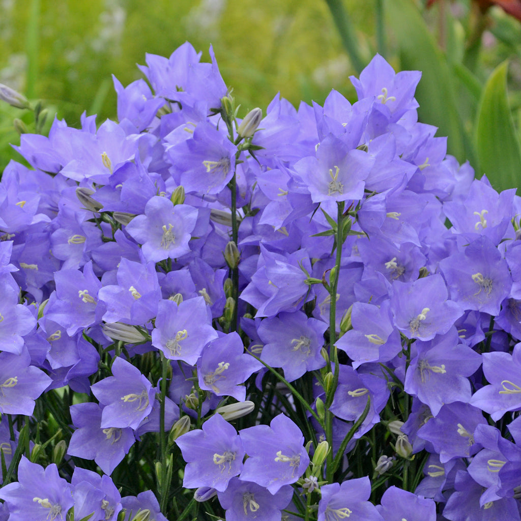 Campanula TAIKON BLUE persicifolia Bellflower flowers hardy perennial = 1 Potted Garden Plant