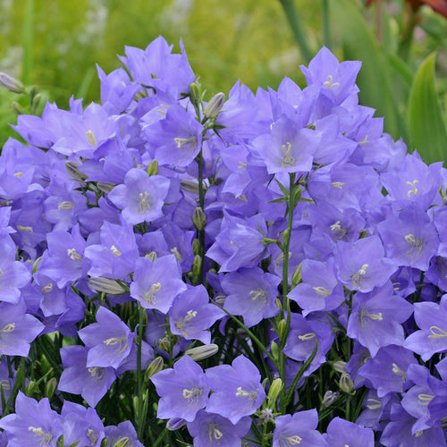 Campanula TAIKON BLUE persicifolia Bellflower flowers hardy perennial = 1 Potted Garden Plant