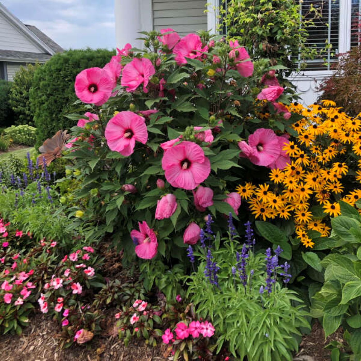 hibiscus CANDY CRUSH huge bubblegum pink flowers hardy perennial = 1 Potted Garden Plant