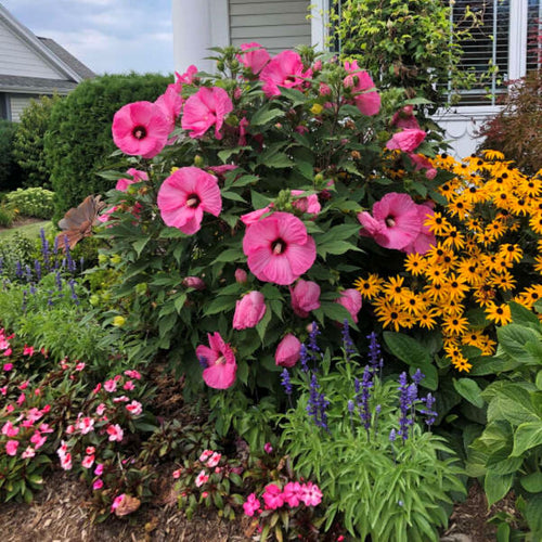hibiscus CANDY CRUSH [cut back] huge bubblegum pink flowers hardy perennial = 1 Potted Garden Plant