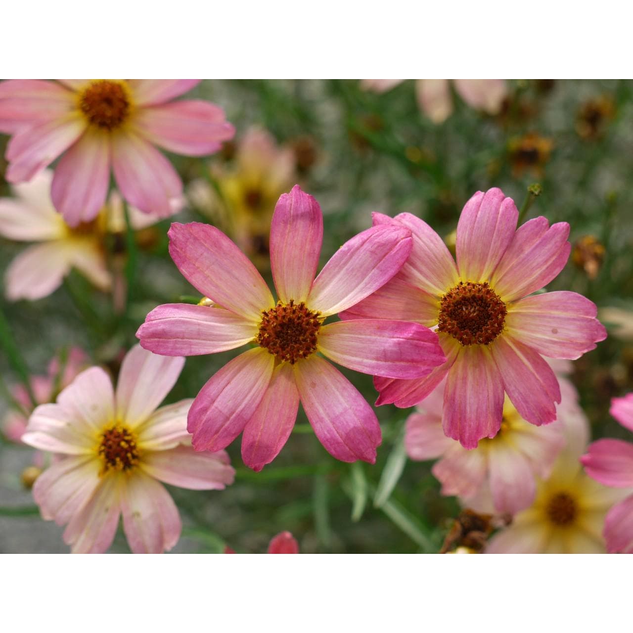 coreopsis PERMATHREAD SHADES of ROSE native Tickseed reblooming compact hardy perennial = 1 Potted Garden Plant