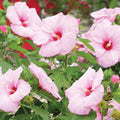 hibiscus CHERUB pink compact short cute hardy perennial = 1 Potted Garden Plant
