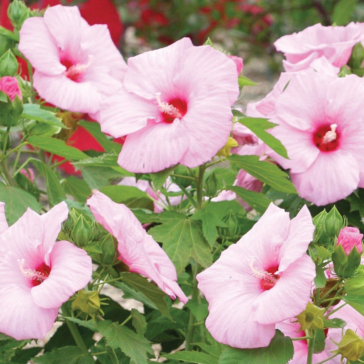 hibiscus CHERUB pink compact short cute hardy perennial = 1 Potted Garden Plant