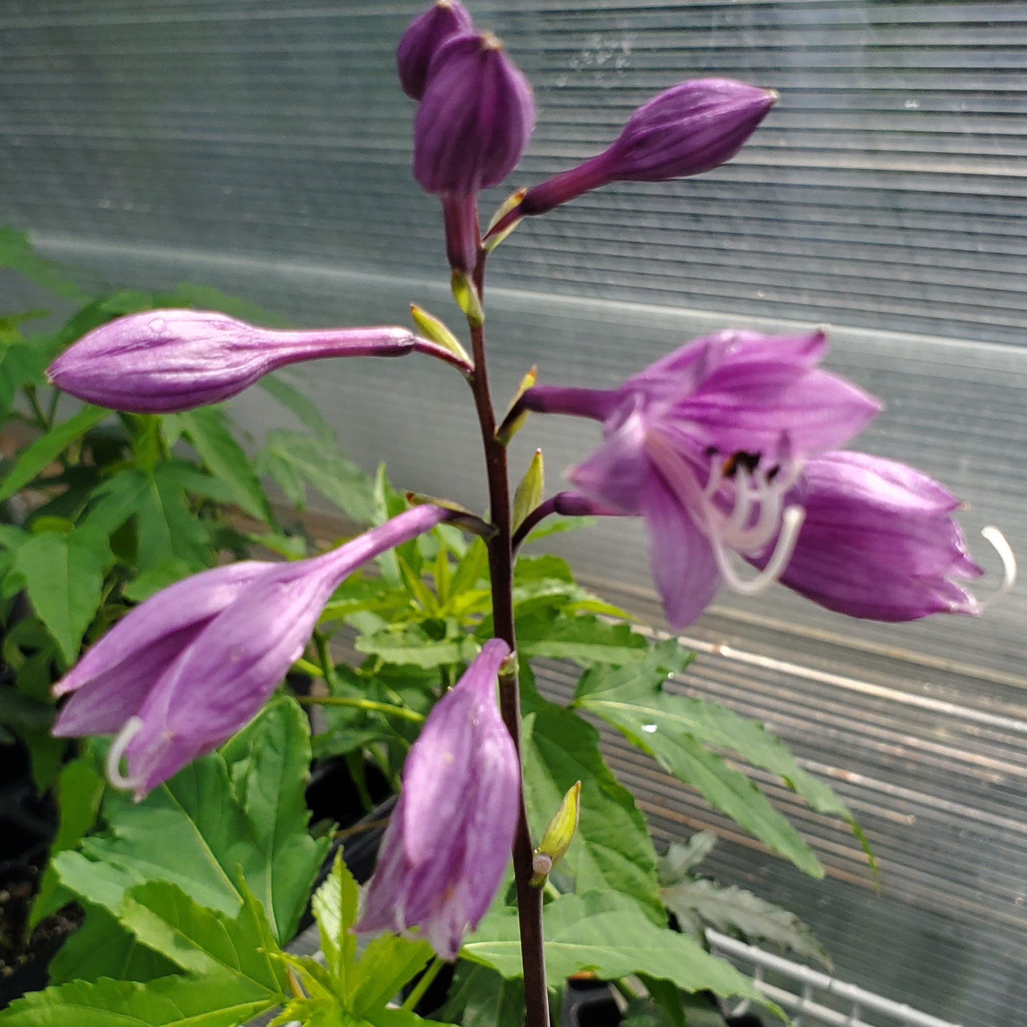 hosta ONE-TRIP SALAD Bar mini cupped rare tiny vigorous little perennial = 1 Potted Garden Plant