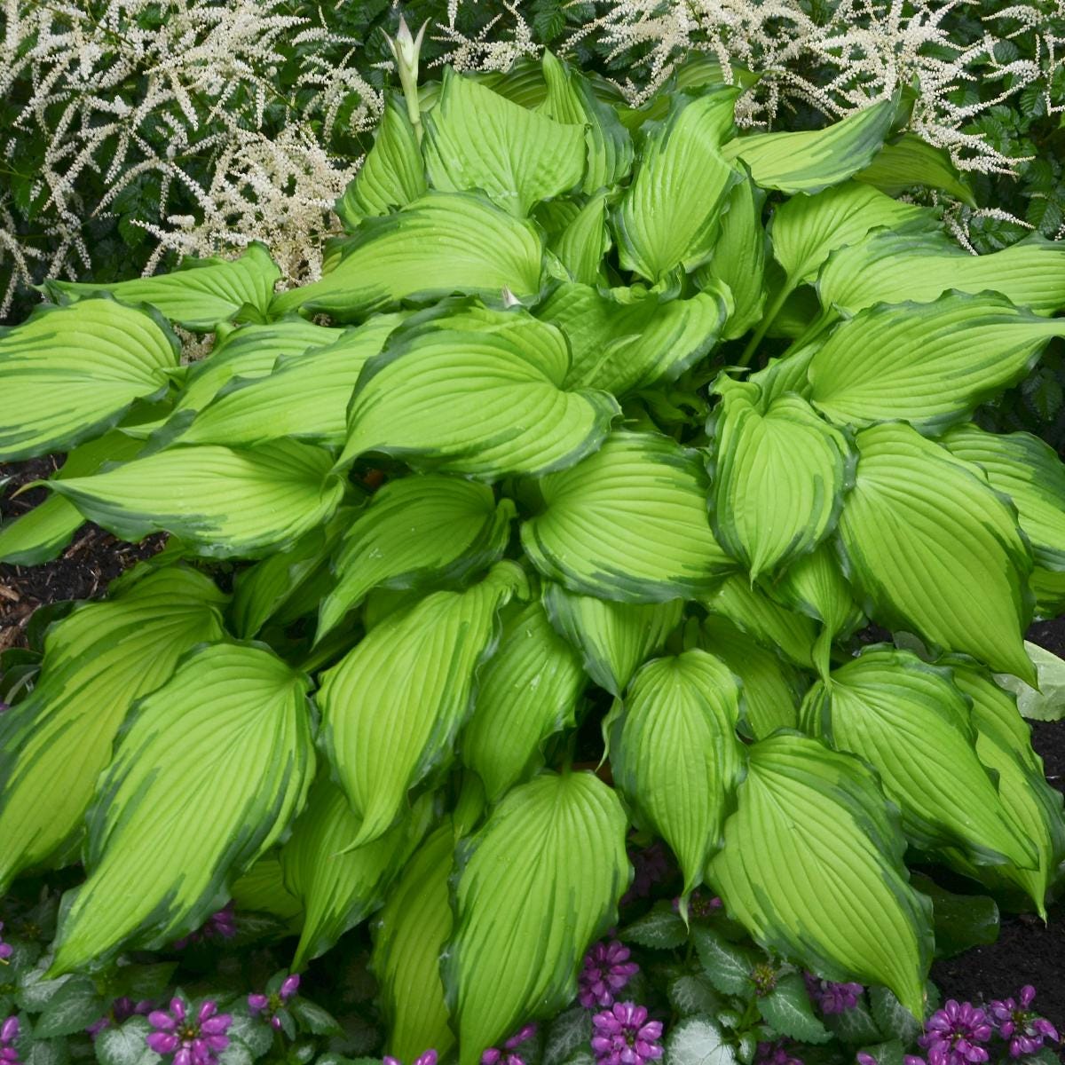 hosta FIRST DANCE large colorful hostas wavy pointed arching growing perennial = 1 Potted Garden Plant