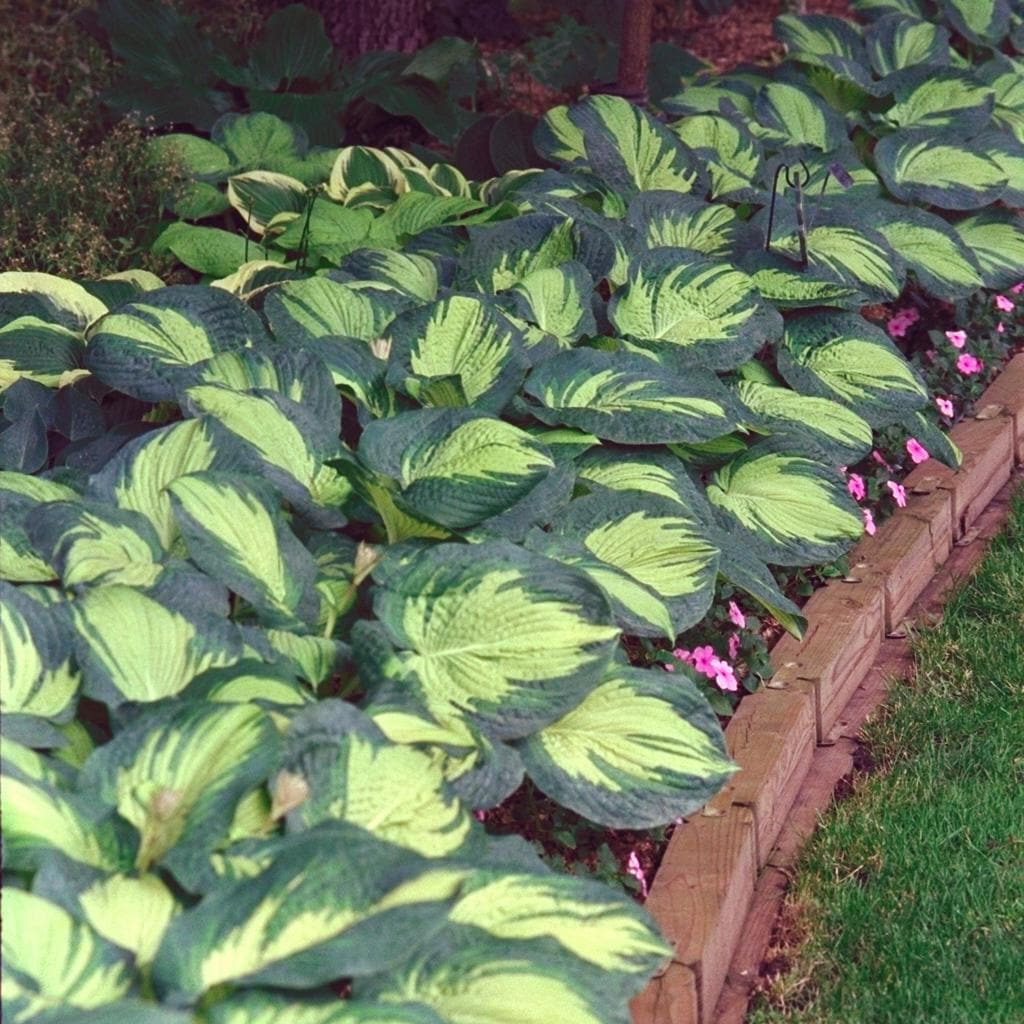 hosta GREAT EXPECTATIONS large classic thick popular Elegans sport roots hostas perennial = 1 Potted Garden Plant