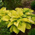 hosta COAST TO COAST large unusual gold wavy corrugated purple flowers yellow Proven Winners pot perennial = 1 Potted Garden Plant