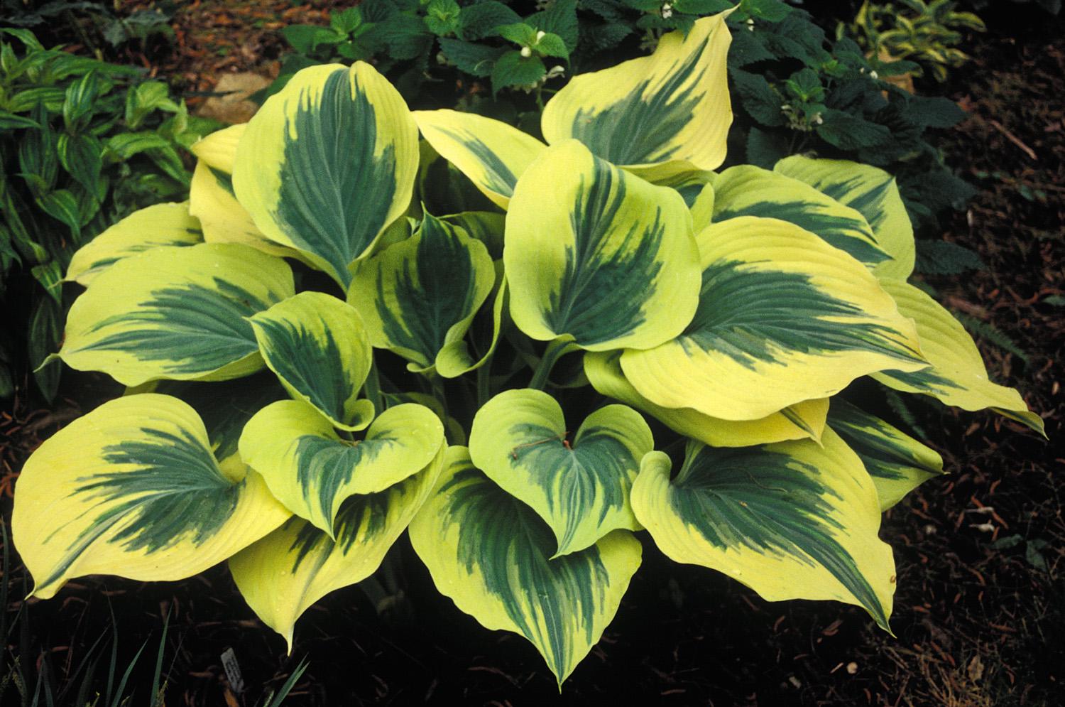 hosta LIBERTY large thick popular famous Hosta of the Year 2012 roots perennial = 1 Potted Garden Plant