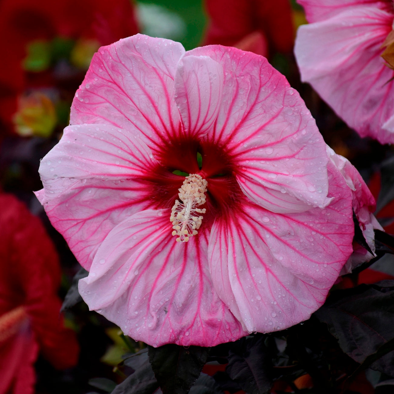 hibiscus CHERRY CHOCO LATTE huge flowers compact hardy perennial = 1 Potted Garden Plant