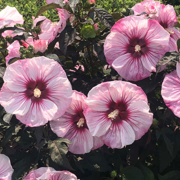 hibiscus CHERRY CHOCO LATTE huge flowers compact hardy perennial = 1 Potted Garden Plant