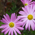 mum CLARA CURTIS [cut back] daisy flowers dendranthemum hardy perennial = 1 Potted Garden Plant