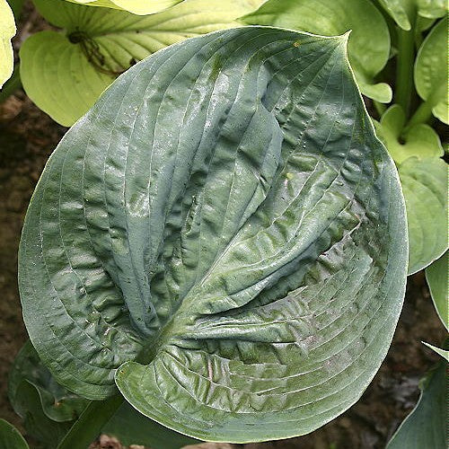 hosta CLOUDBURST medium unruly rare shade perennial = 1 Potted Garden Plant
