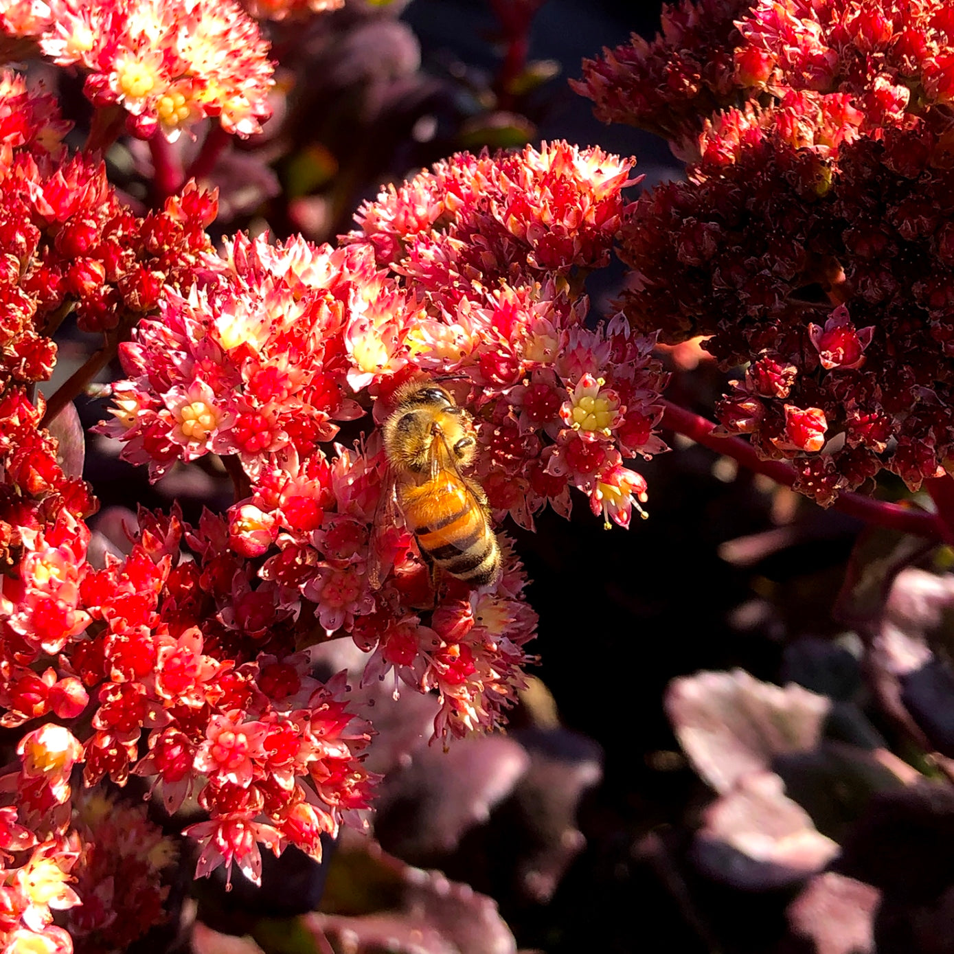sedum CONGA LINE succulent easy peach drought tolerant = 1 Live Potted Plant