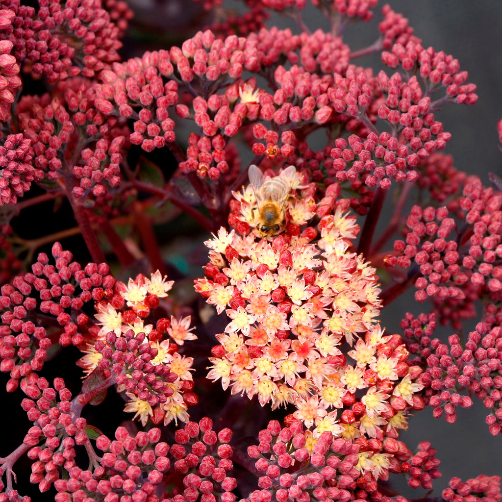 sedum CONGA LINE succulent easy peach drought tolerant = 1 Live Potted Plant
