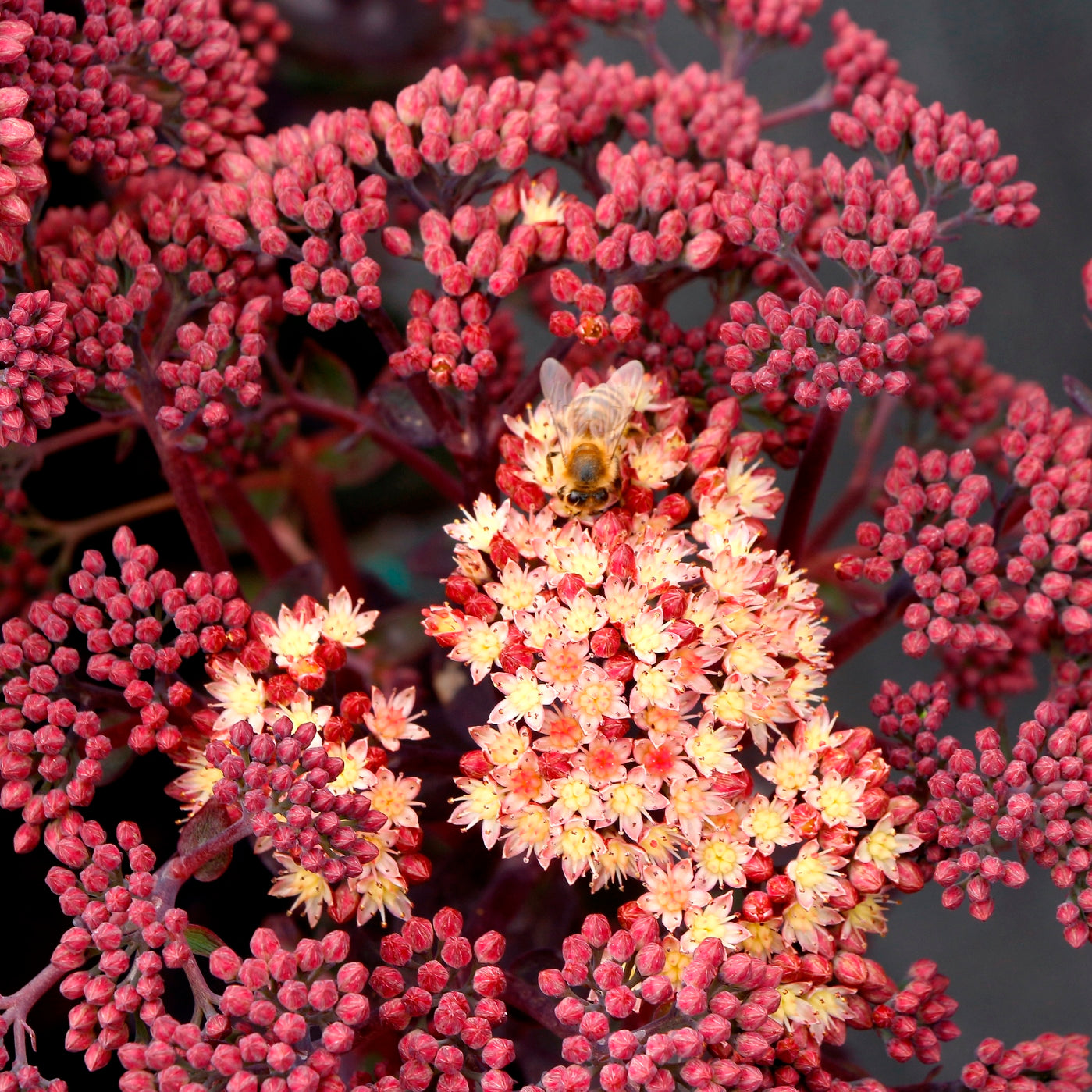 sedum CONGA LINE succulent easy peach drought tolerant = 1 Live Potted Plant