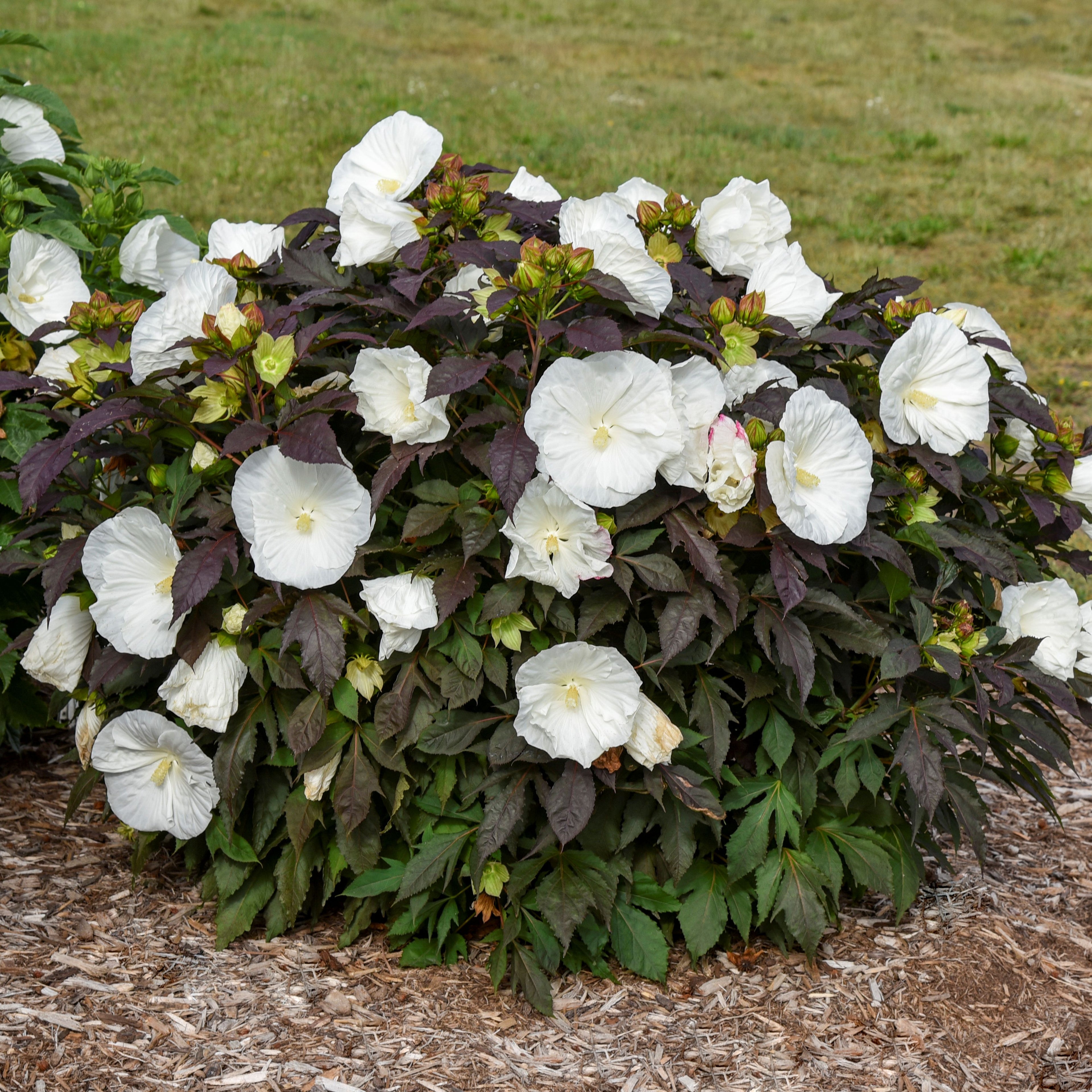hibiscus COOKIES AND CREAM huge flowers dark foliage hardy perennial = 1 Potted Garden Plant