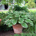 hosta CROWNED IMPERIAL large Classic shade perennial = 1 Potted Garden Plant