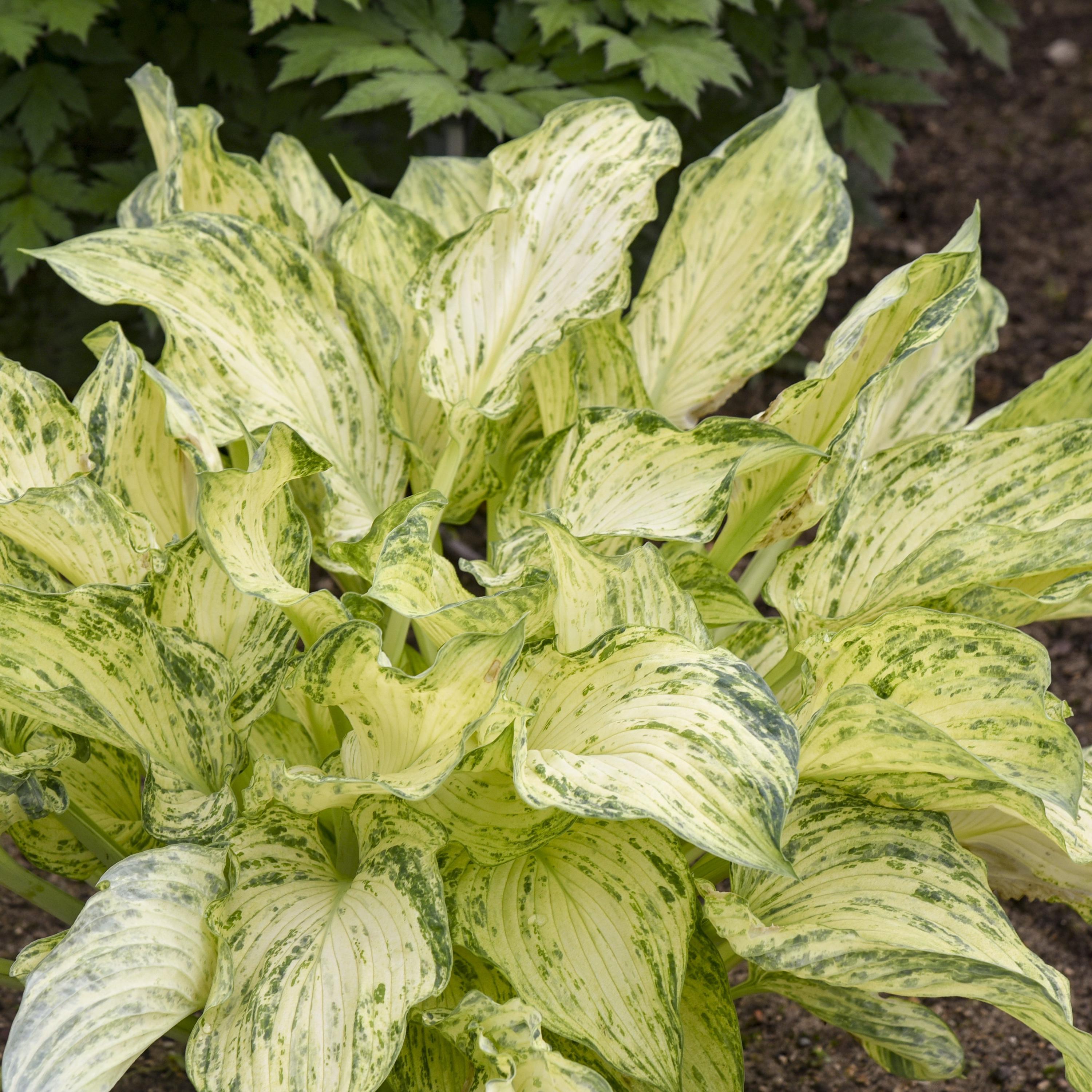 hosta EMPEROR'S NEW CLOTHES medium rare streaked limited = 1 Potted Garden Plant