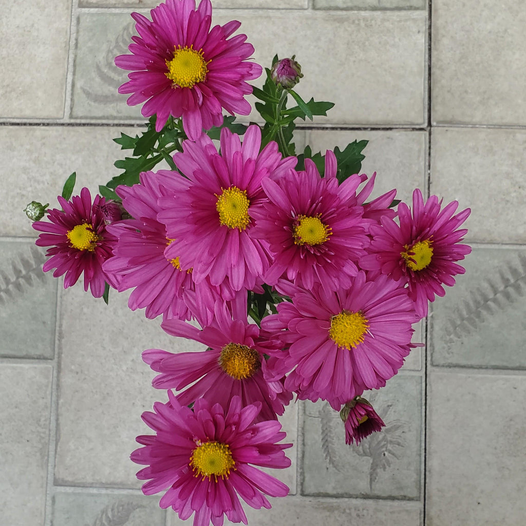 mum Mammoth LAVENDER DAISY hardy chrysanthemum pink shasta perennial = 1 Potted Garden Plant