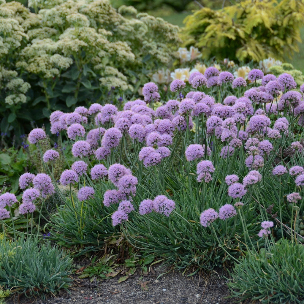 allium BLUE EDDY ornamental onion nodding purple lavender flowers hardy perennial = 1 Potted Garden Plant