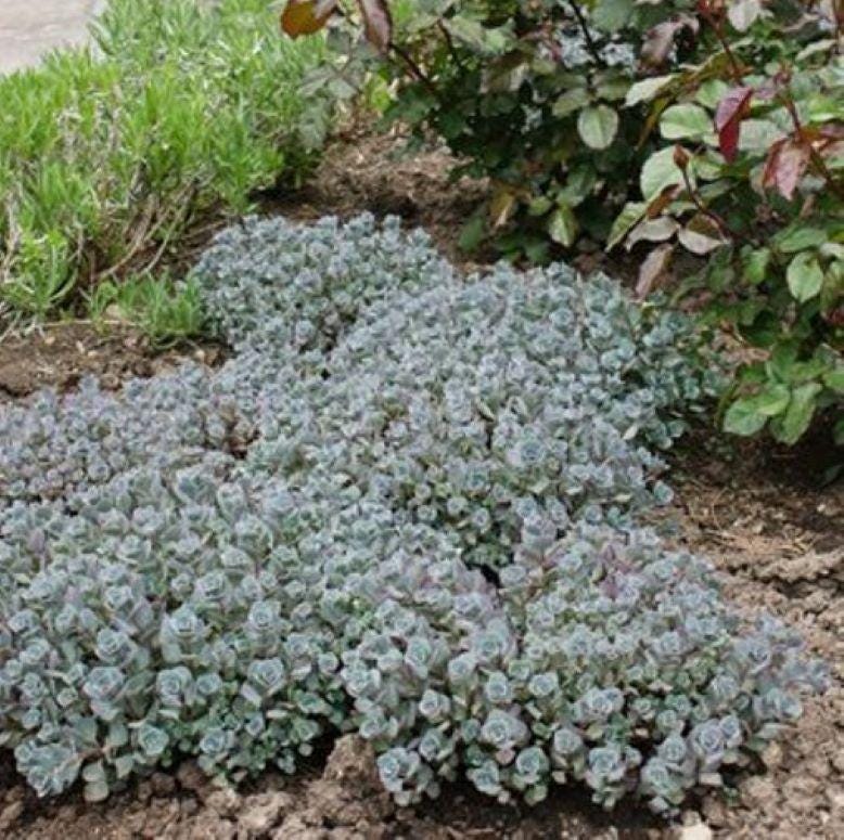 sedum BERTRAM ANDERSON blue-grey groundcover succulent short hardy perennial = 1 Potted Garden Plant