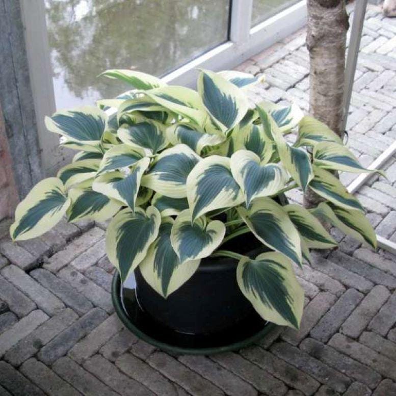 hosta BLUE IVORY medium white blue thick blush streaked heart shaped leaves Halcyon sport perennial = 1 Potted Garden Plant