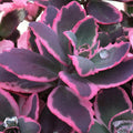 sedum DREAM DAZZLER Sunsparkler stonecrop succulent vibrant pink purple short compact new hardy perennial = 1 Potted Garden Plant