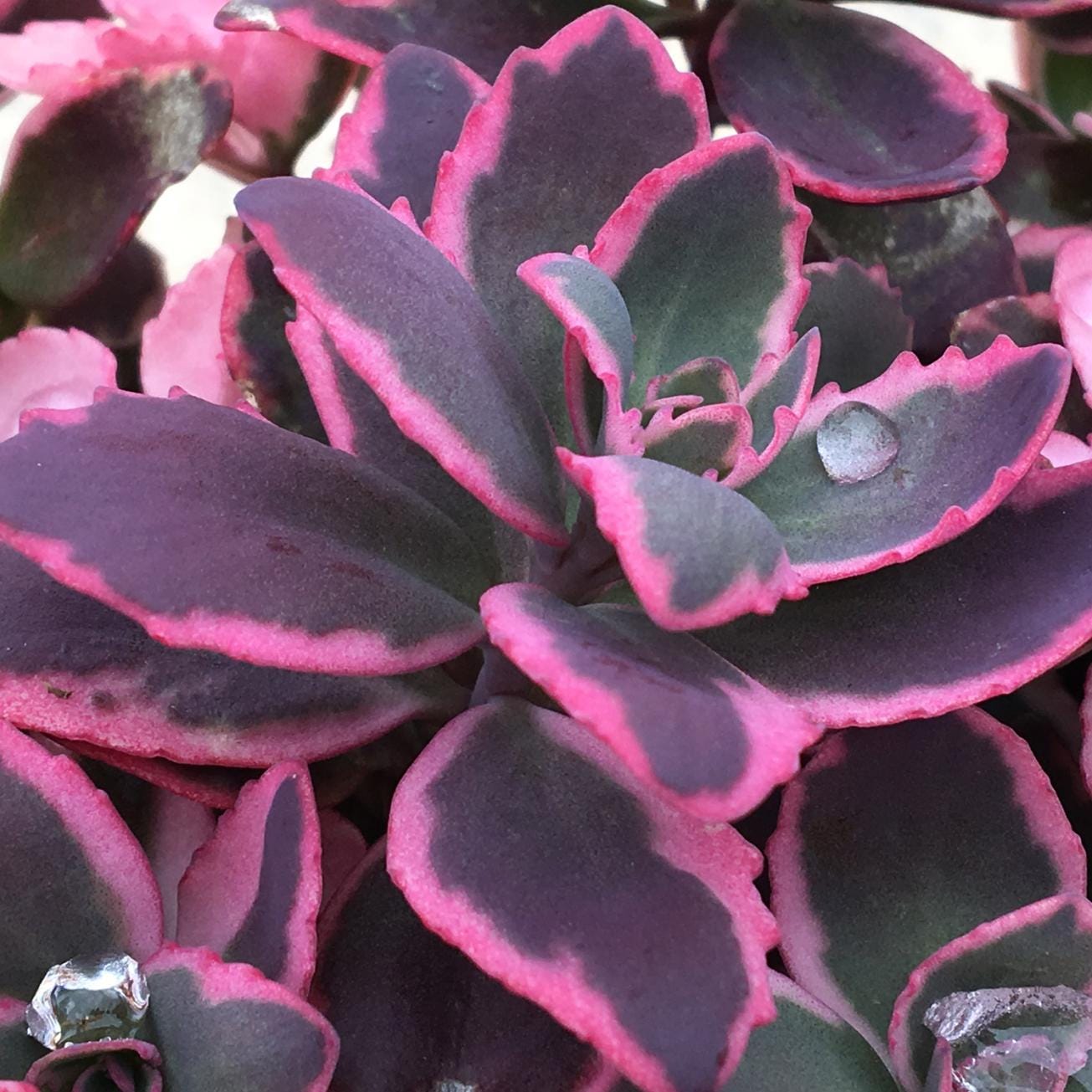 sedum DREAM DAZZLER Sunsparkler stonecrop succulent vibrant pink purple short compact new hardy perennial = 1 Potted Garden Plant
