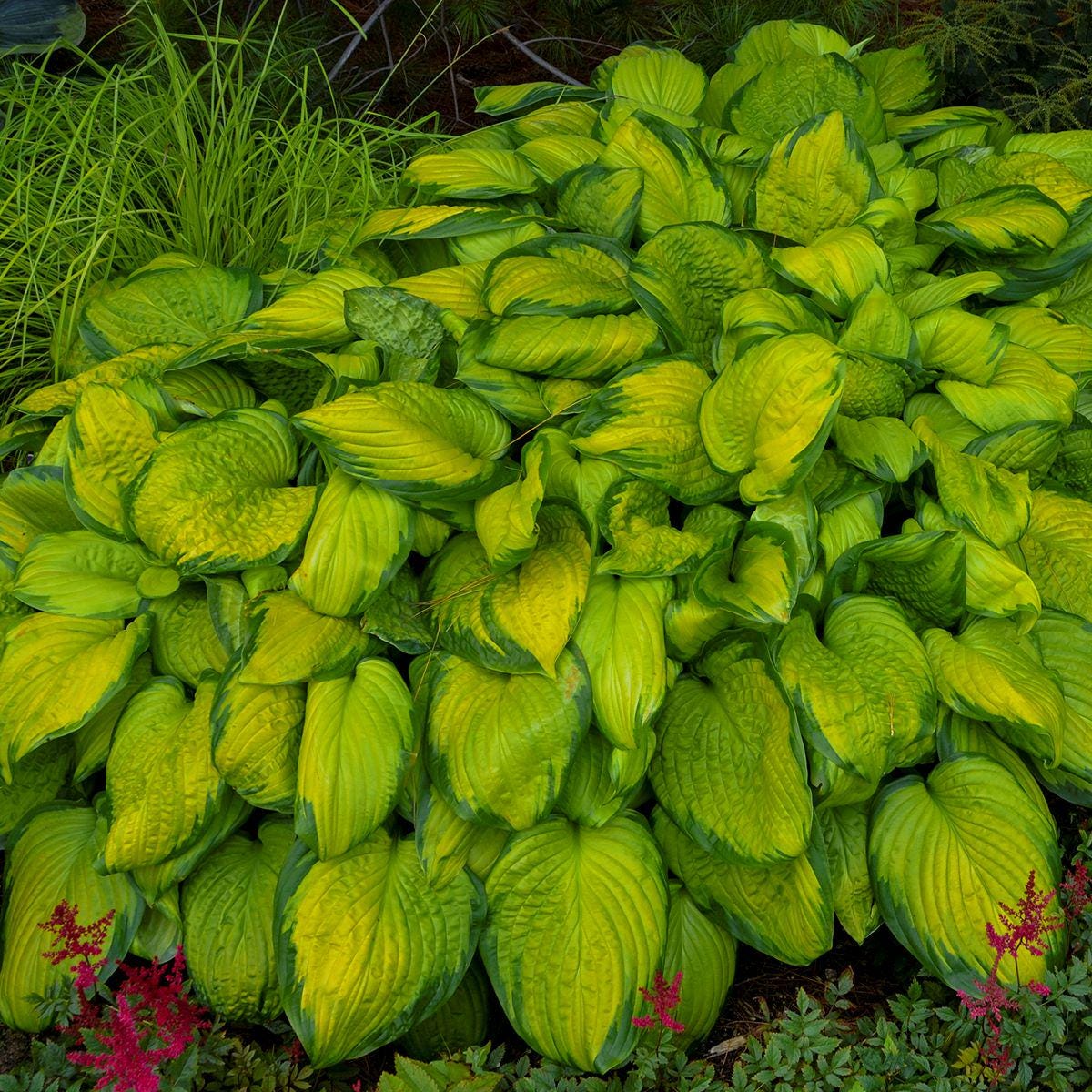 hosta STAINED GLASS medium fragrant flowers sun tolerant award winning perennial = 1 Potted Garden Plant