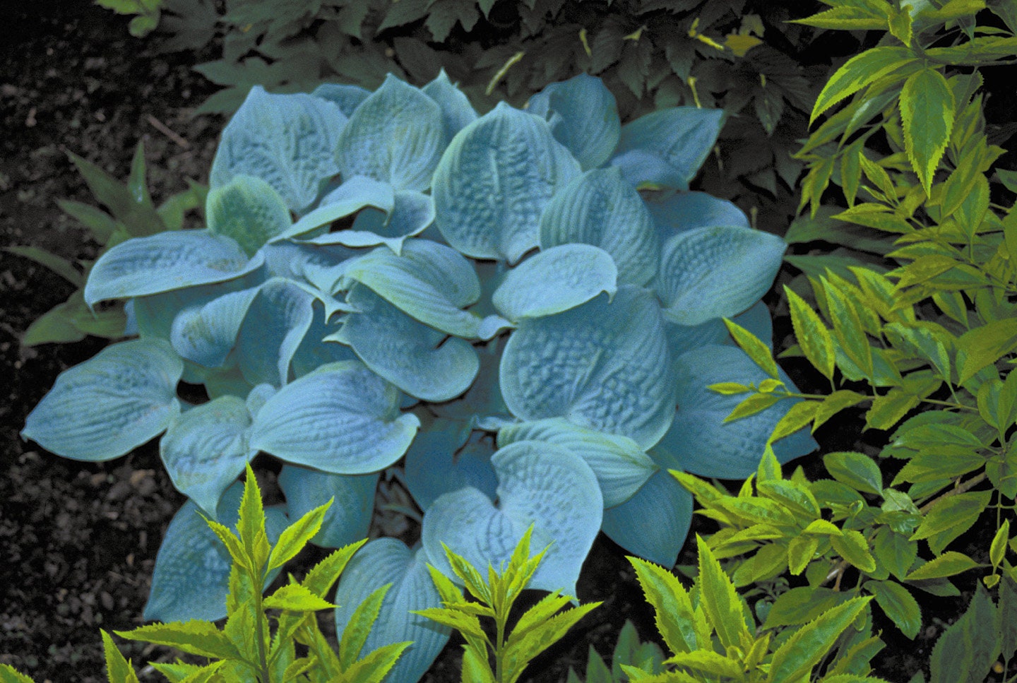hosta FRAGRANT BLUE medium scented flowers thick leaves fast award winning perennial = 1 Potted Garden Plant