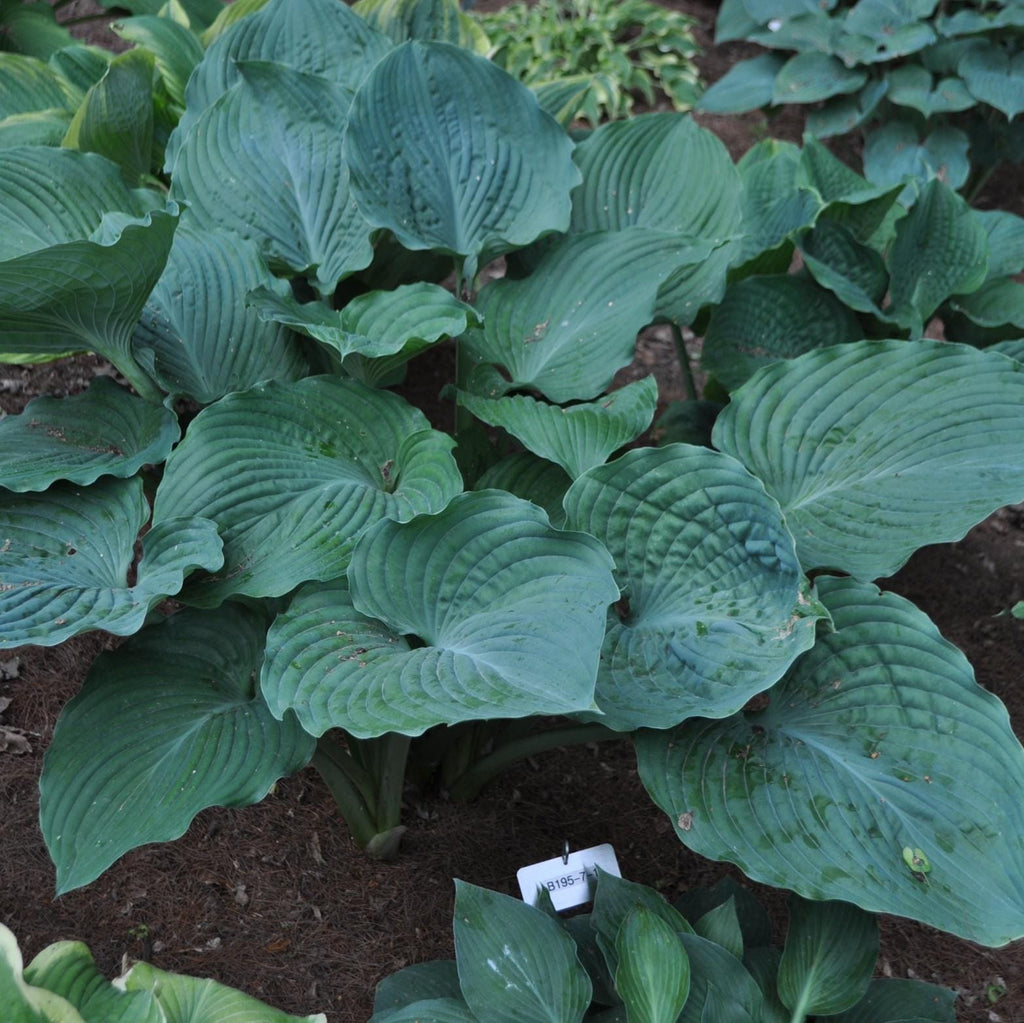 hosta 1ST AND TEN large blue hostas wavy thick seldom seen perennial = 1 Potted Garden Plant