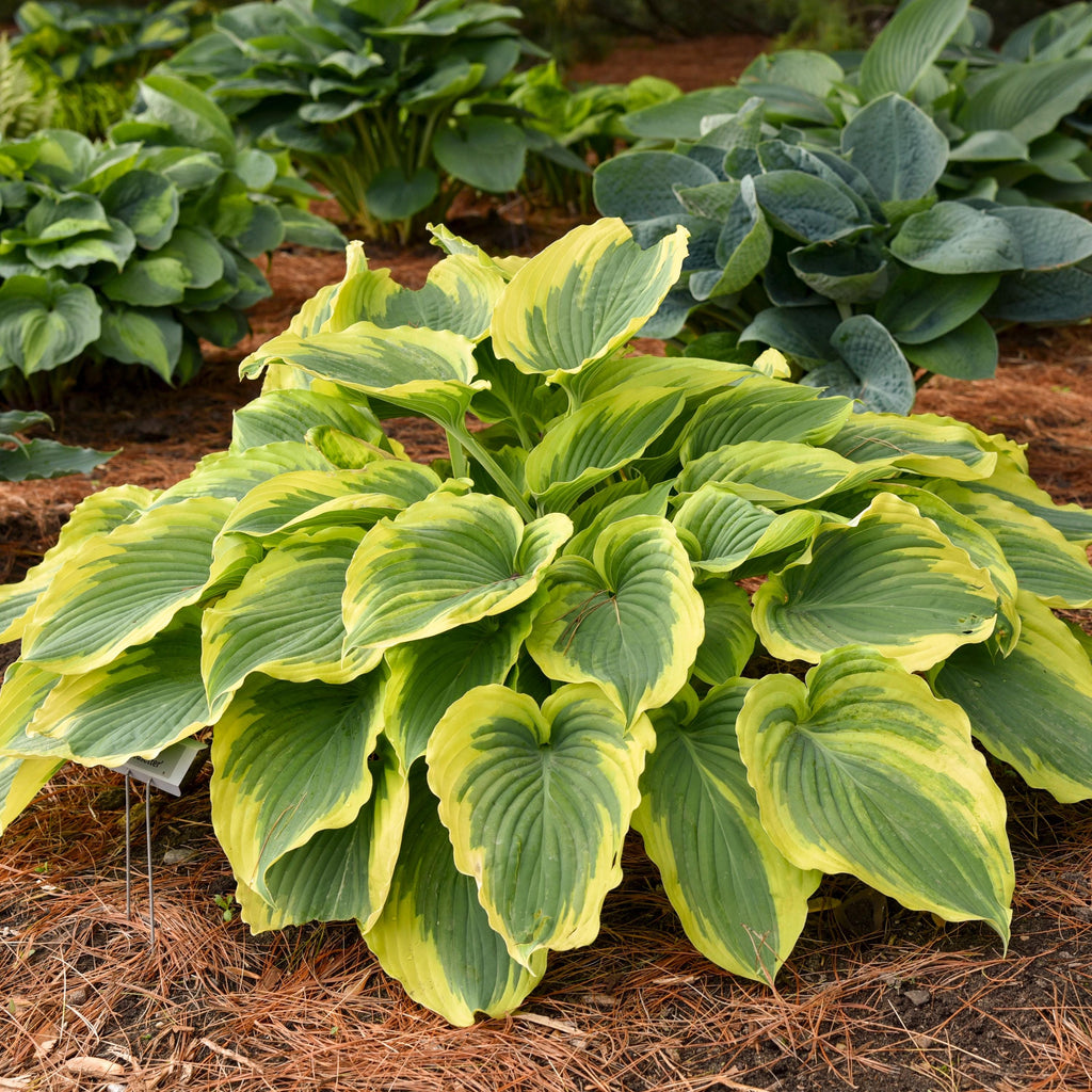 hosta TRENDSETTER small pot wavy yellow colorful ruffled disease-free = 1 Live Potted Garden Plant
