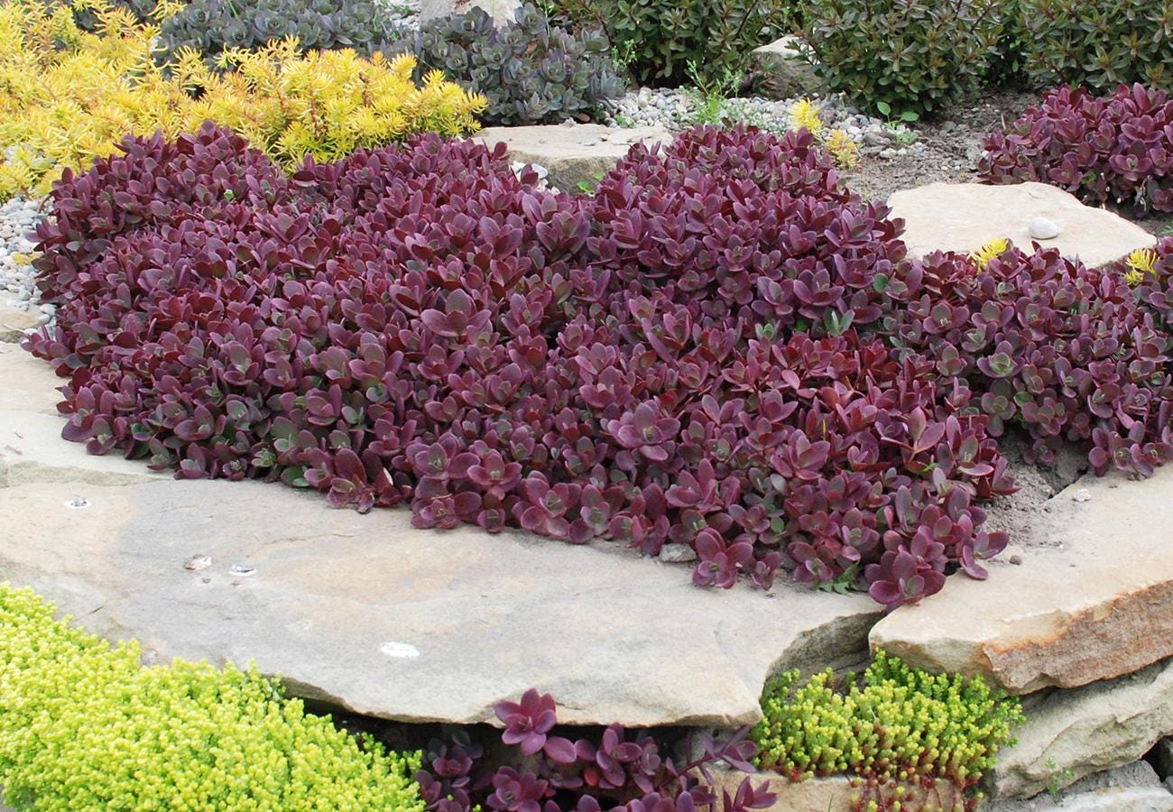 sedum FIRECRACKER Sunsparkler stonecrop succulent pink flower red short compact hardy perennial = 1 Potted Garden Plant