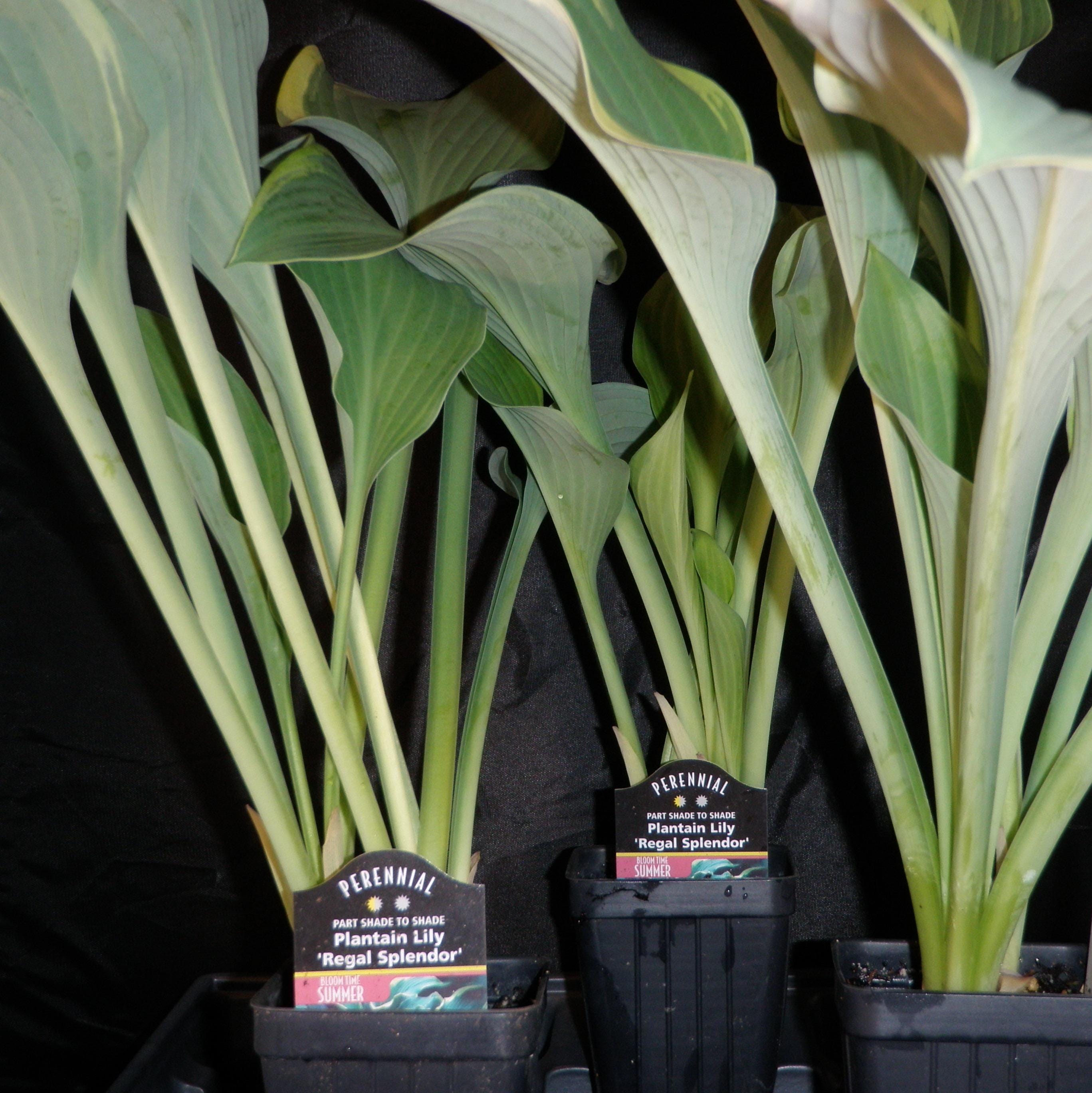 hosta REGAL SPLENDOR large blue upright Hosta of the Year 2003 classic perennial = 1 Potted Garden Plant