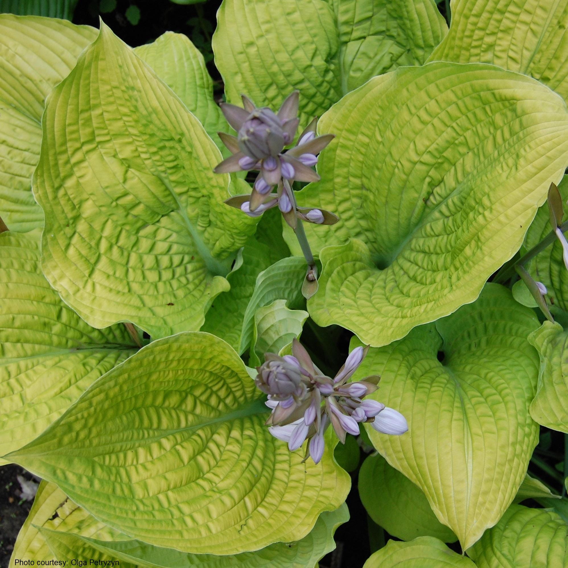 hosta COAST TO COAST large unusual gold wavy corrugated purple flowers yellow Proven Winners pot perennial = 1 Potted Garden Plant