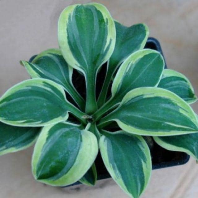 hosta FROSTED MOUSE EARS mini small slug resistant thick tiny little perennial = 1 Potted Garden Plant