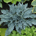 hosta WATERSLIDE small blue Shadowlands healthy wavy ruffled rippled perennial = 1 Potted Garden Plant