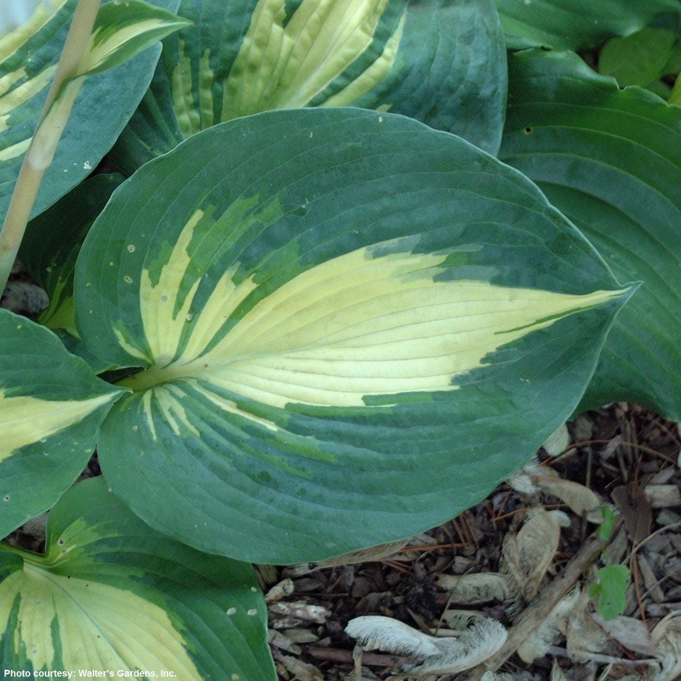 hosta DREAM WEAVER medium thick round corrugated hostas disease-free = 1 Potted Garden Plant