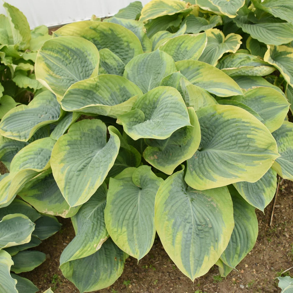 hosta TERMS OF ENDEARMENT large new Mr Walter rare big thick slug resistant corrugated perennial = 1 Potted Garden Plant