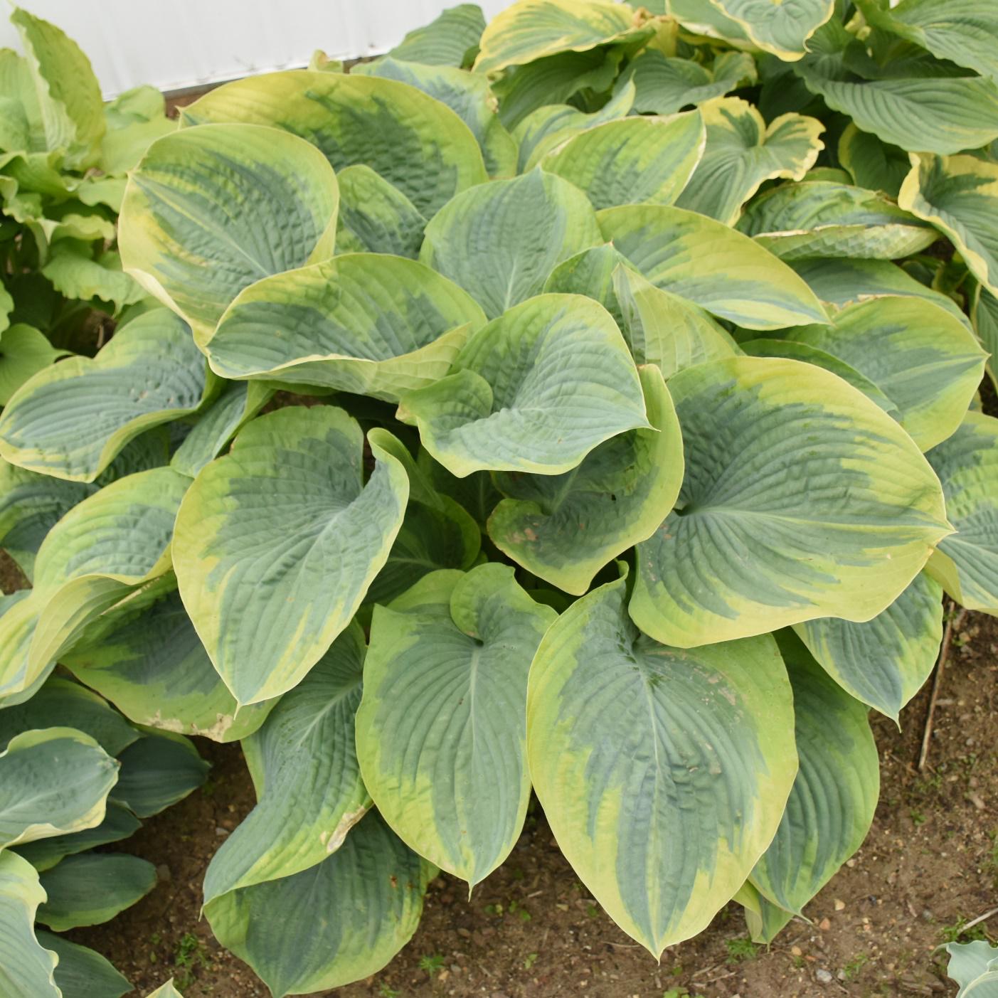 hosta TERMS OF ENDEARMENT large new Mr Walter rare big thick slug resistant corrugated perennial = 1 Potted Garden Plant