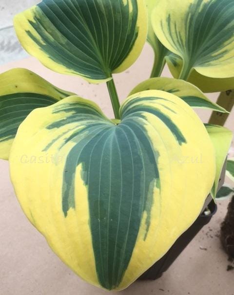 hosta AUTUMN FROST small thick unique slug resistant striking blue green yellow perennial = 1 Potted Garden Plant