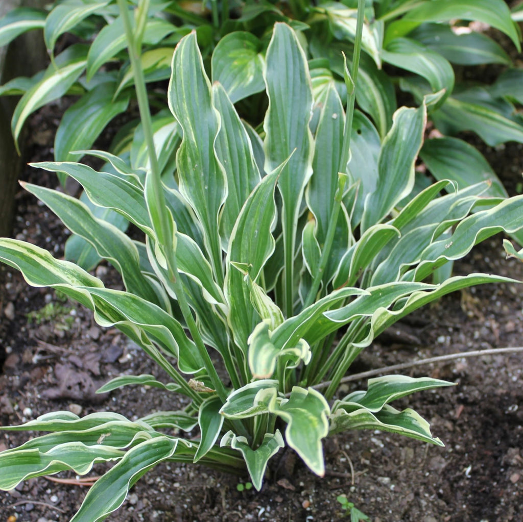 hosta YIPPEE small rare new upright narrow lance shaped shade flowers perennial = 1 Potted Garden Plant