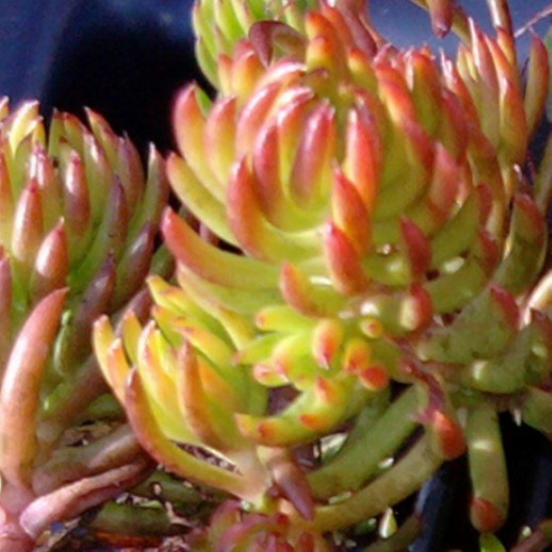 sedum ANGELINA yellow groundcover succulent drought tolerant short easy hardy perennial = 1 Potted Garden Plant
