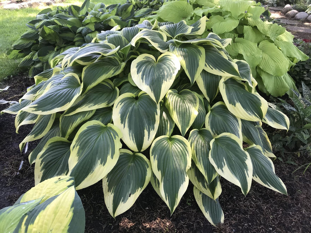 hosta FANTABULOUS large dark rare perennial = 1 Potted Garden Plant